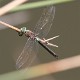 J16_0522 Anax parthenope male